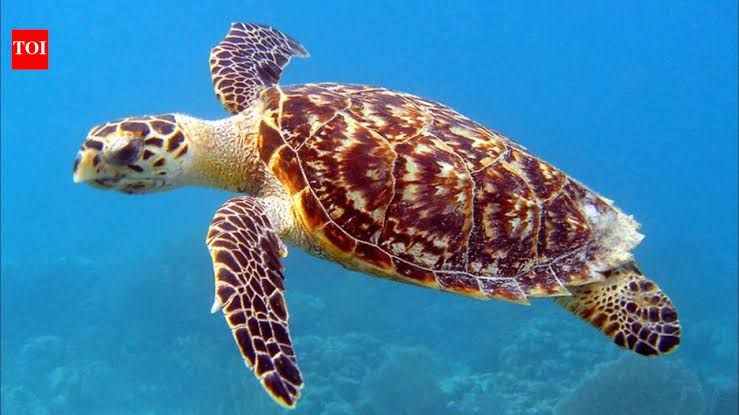 An Atlantic hawksbill sea turtle shell displayed on a wooden surface, seized by wildlife authorities in Florida.