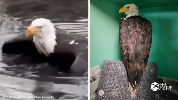 An injured bald eagle receives care at a rescue facility after an eagle-on-eagle fight at Big Bear Lake.