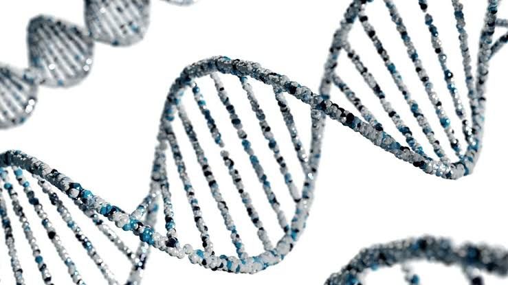 A medical researcher reviewing blood protein data to identify new genetic markers for Alzheimer's disease.