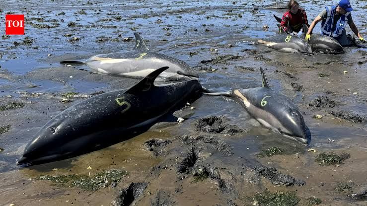 Wildlife rescue teams from the IFAW working to stabilize a stranded dolphin on the shallow tidal flats of Cape Cod.