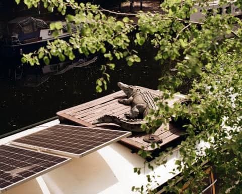 A model crocodile rests on a wooden dock on a roof beside dark water with boats and foliage in the background.