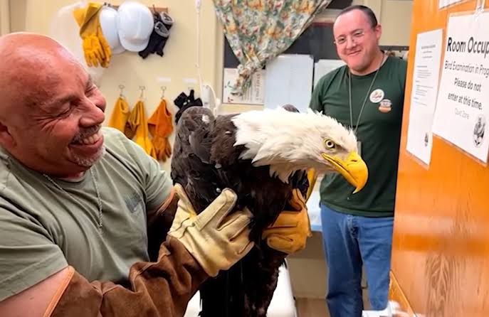 A bald eagle is monitored by staff at the Ojai Raptor Center after a rescue operation near Big Bear Lake.